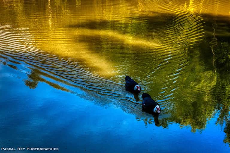 Deux canards sur un étang - Home des Bois